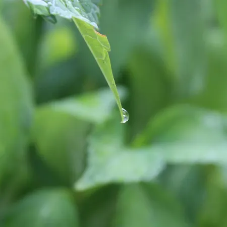 Complex Levoasi Appartamento *